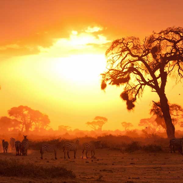 Majestic Kenya