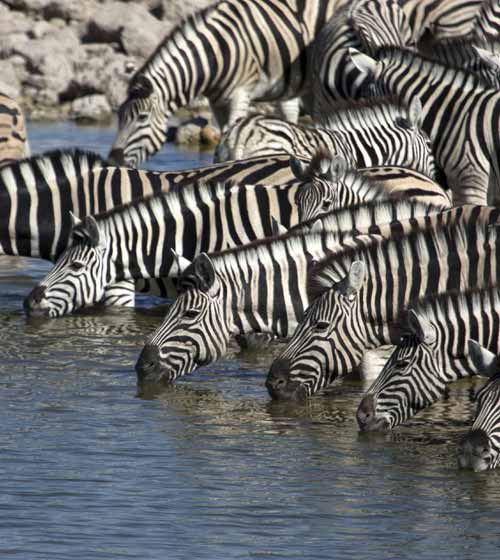 A Kenyan Safari following the Big Five in Majestic Kenya