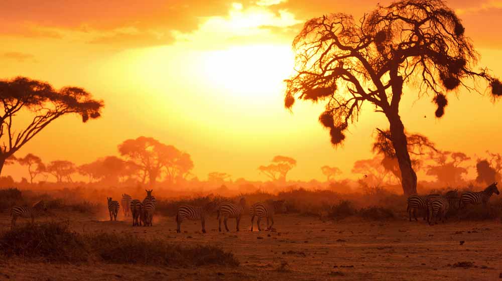 A Kenyan Safari following the Big Five in Majestic Kenya