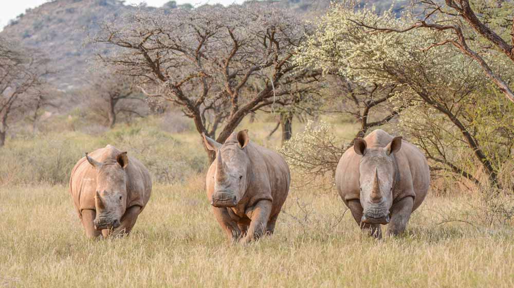 A Kenyan Safari following the Big Five in Majestic Kenya