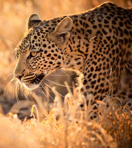 A Kenyan Safari following the Big Five in Majestic Kenya